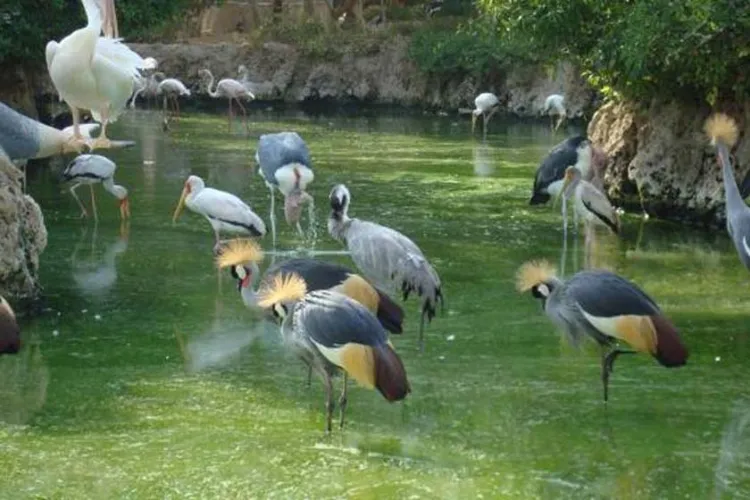 باغ پرندگان شیراز