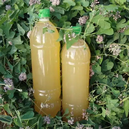 آبغوره از بهترین سوغات شیراز